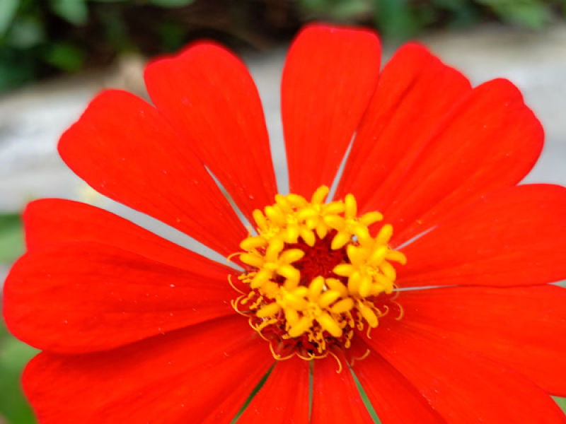 Terbang bebas (Cover) (Single)