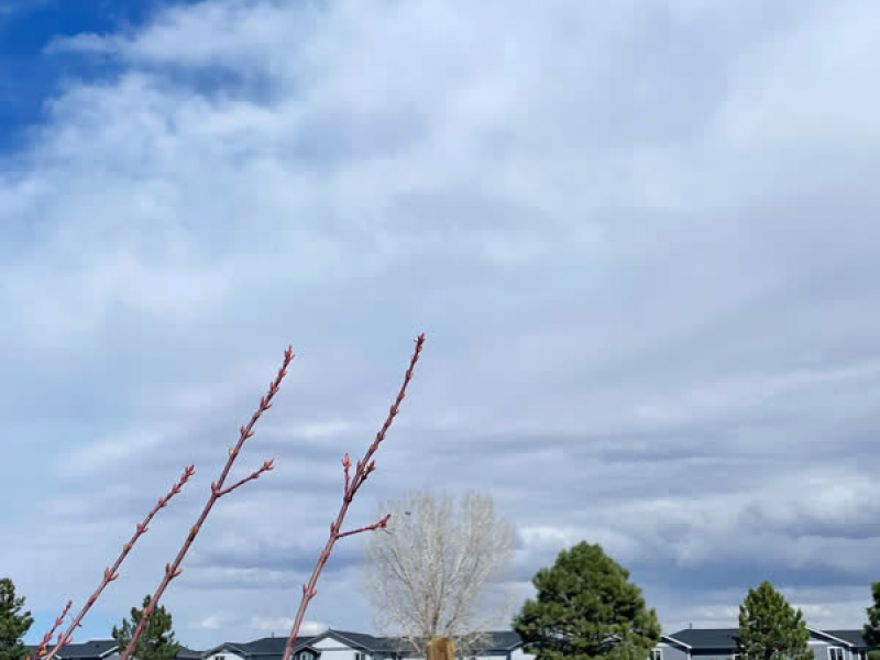 Everybody's dead! (Virtual Riot Version) (Single)