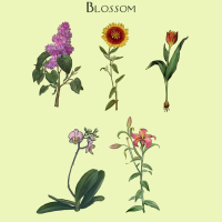 Blossom (EP)