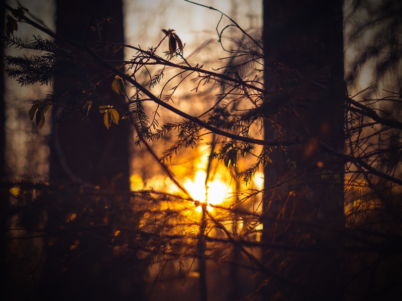 Crickets Singing in Forest for Peaceful Sleep and Relaxation (Single)