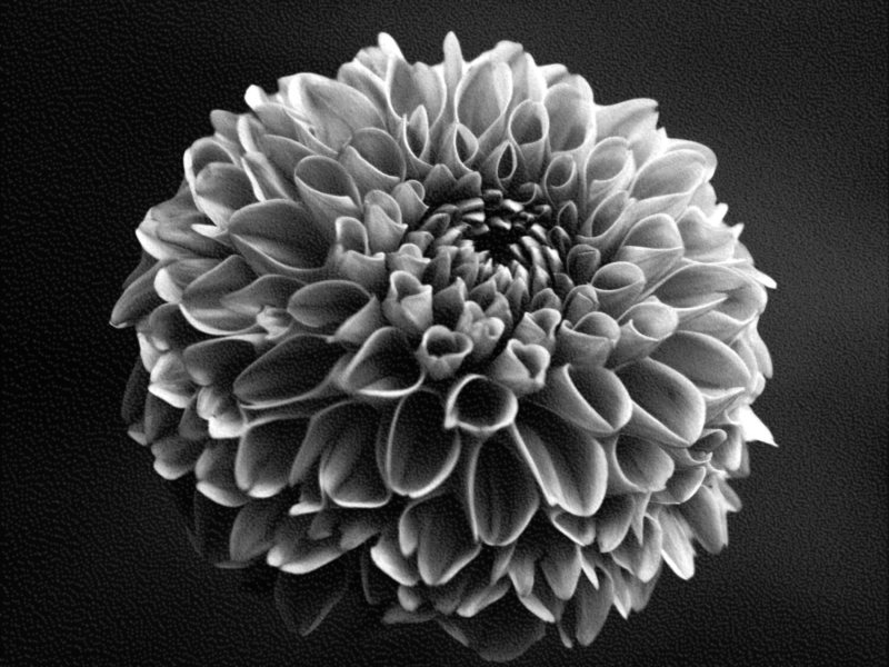 Through the Yard (Kauf Remix) (Single)