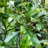 Menanti dirimu (Single)