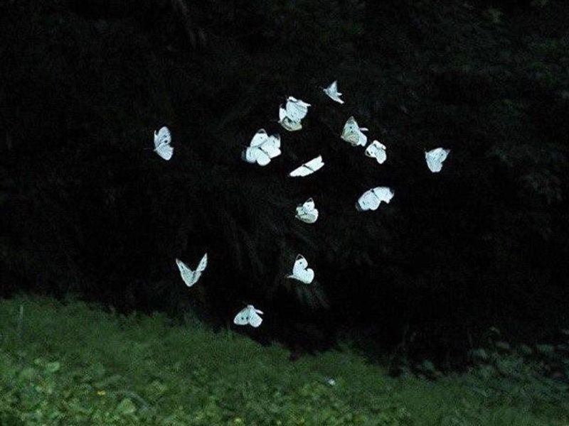 butterflies (Single)