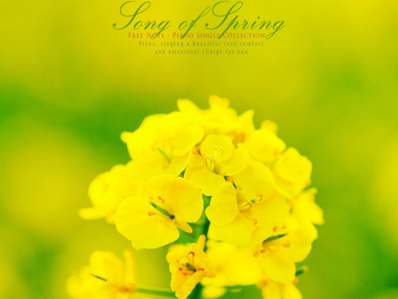 Spring Song (Single)