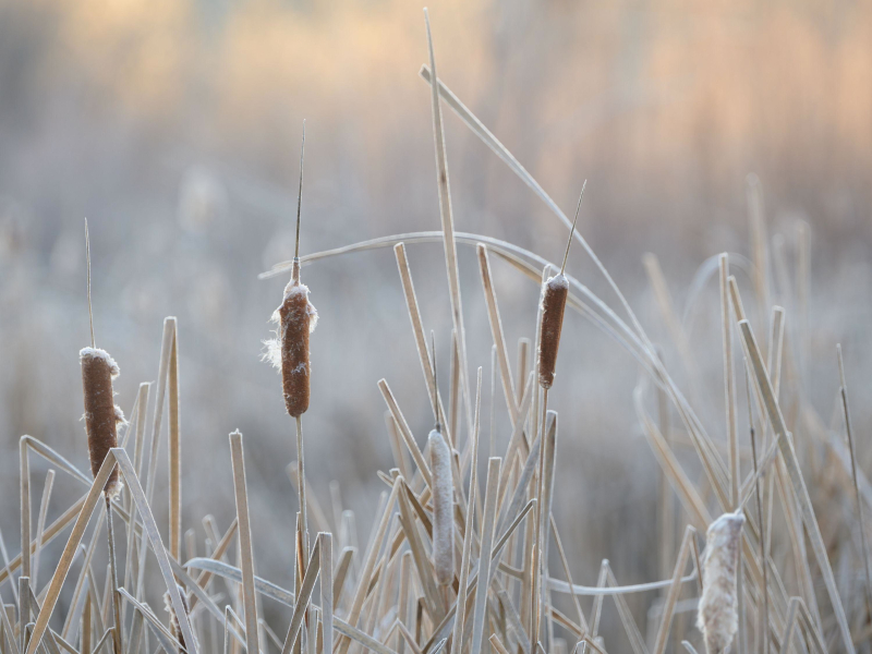 Soothing Ambient Tones With Subtle Nature Ambience For Serenity And Sleep (Single)