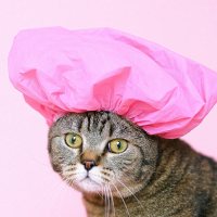 Tralalero Tralala (Single)