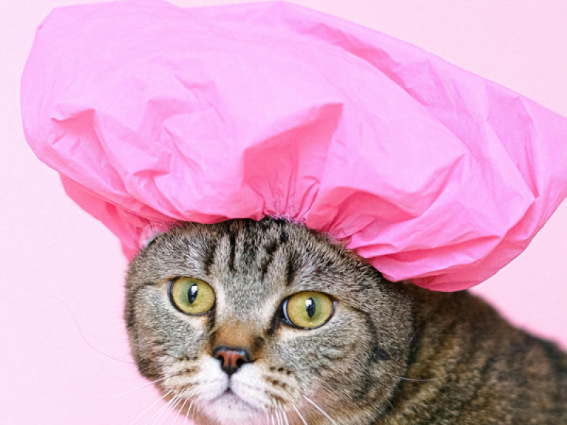 Tralalero Tralala (Single)