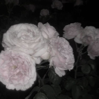 Gucci Gang x You Deserve This (EP)