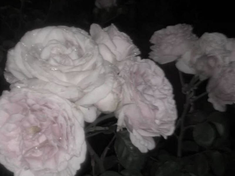 Gucci Gang x You Deserve This (EP)