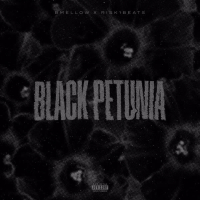 Black Petunia
