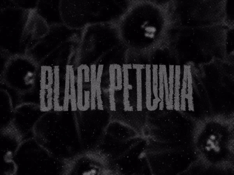 Black Petunia