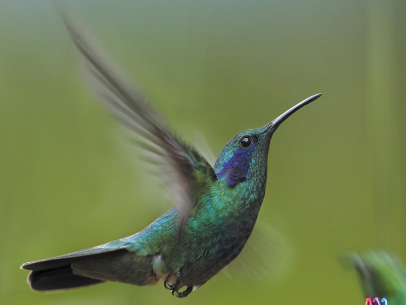 Bach: Brandenburg Concertos