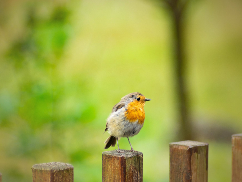 Robin Birds Singing and Chirping Sounds for Meditation and Relaxation (Single)
