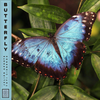 Butterfly (Single)