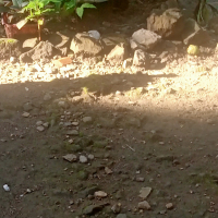 Terlalu lama (Single)