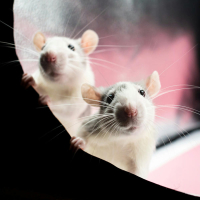 Ratos e ratos (Single)