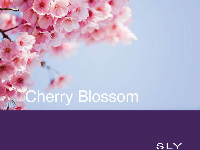 Cherry Blossom (Single)