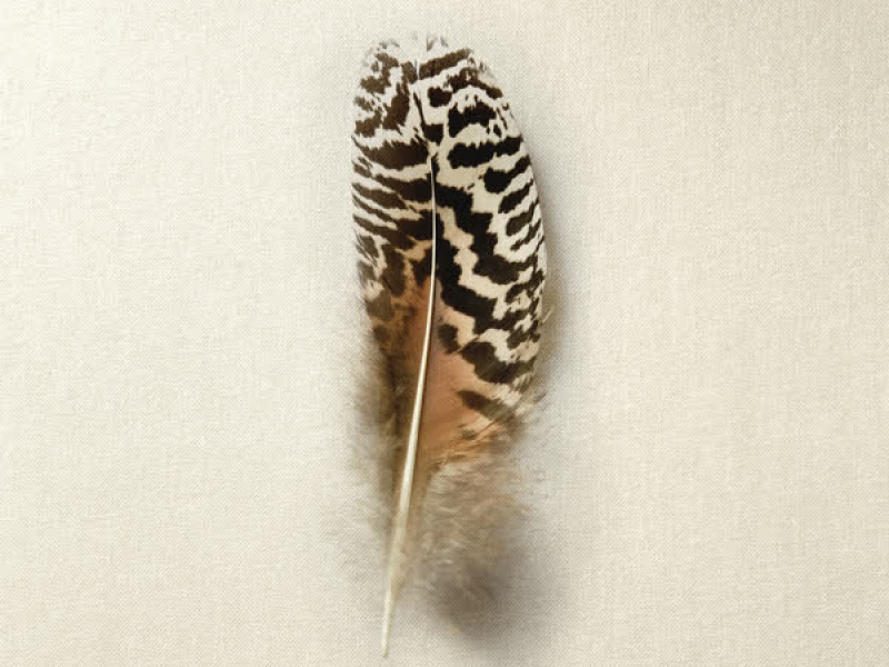 Green Garden (Single)