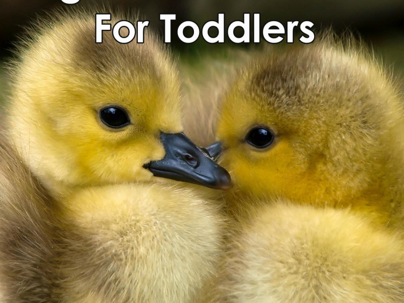 Night Time Lullabies For Toddlers: Music Box Lullaby for Baby Sleep (Single)