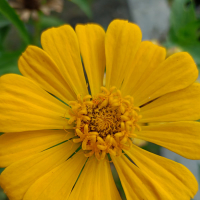 Aku dan kamu (Cover) (Single)