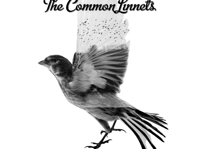 The Common Linnets