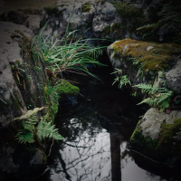 Forest Pond Sound to Relieve Stress and Relax (Single)