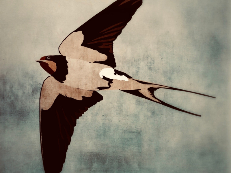 Flight of the Swallows (Single)