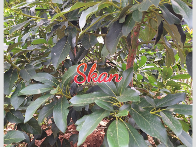 Lonely Ĥeartbreak (Single)