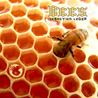 Bees (Single)