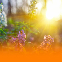 Relaxing Ambient Music For Deep Focus And Stress Relief With Calming Background Instruments (Single)