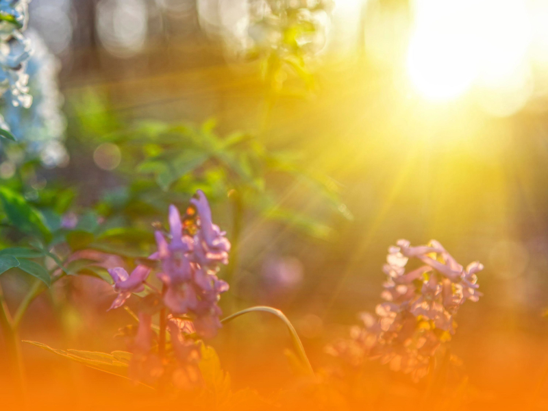 Relaxing Ambient Music For Deep Focus And Stress Relief With Calming Background Instruments (Single)