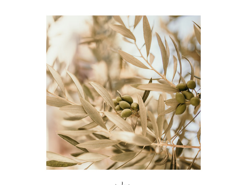 Living Hope (Single)