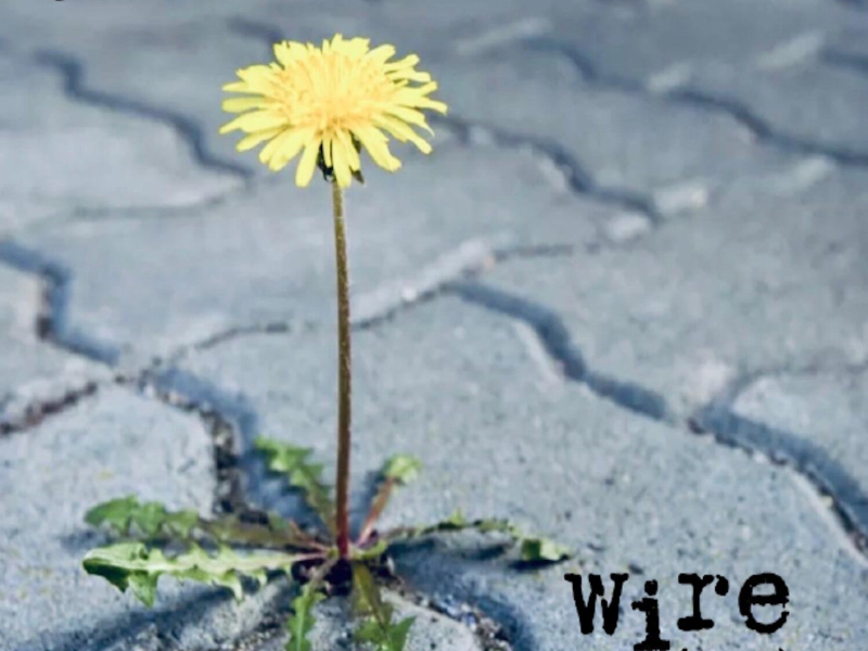 Wire (2020) (Single)