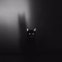 The Phoenix (Single)