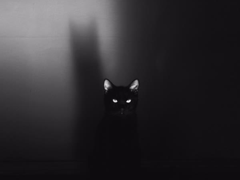 The Phoenix (Single)