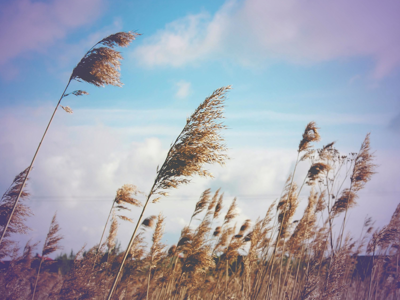 Wind Sounds for Fast Relaxation and Stress Relief (Single)