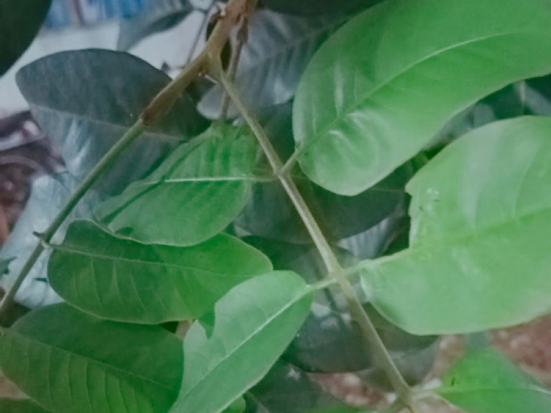 Reality check (Remastered 2024) (Single)