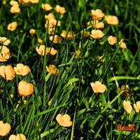 Yellow Grass (Single)