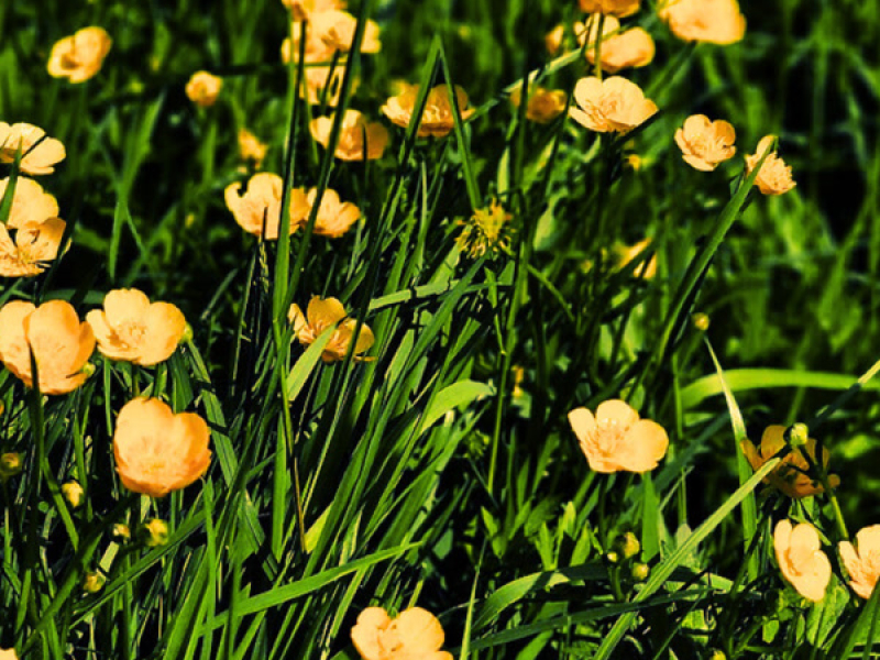 Yellow Grass (Single)