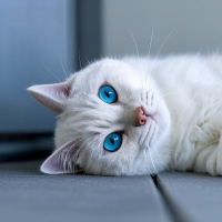 Hometown Glory (Single)