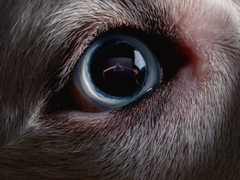 The Dark Side of the Moon Redux