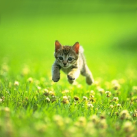 GET MONEY (feat. Gucci Mane & Don Q) (Single)