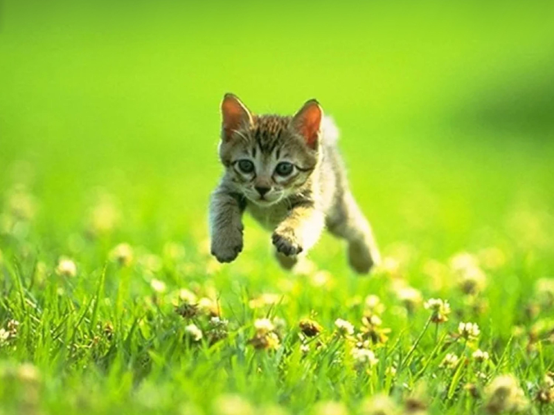 GET MONEY (feat. Gucci Mane & Don Q) (Single)