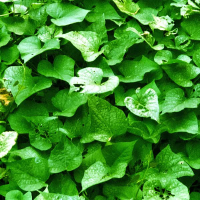 ROUPAS E PERFUMES (Single)