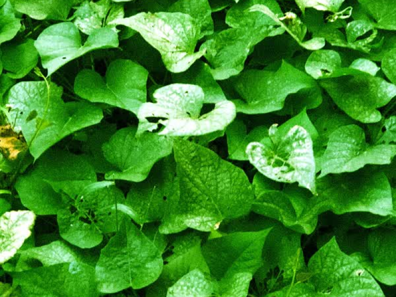 ROUPAS E PERFUMES (Single)