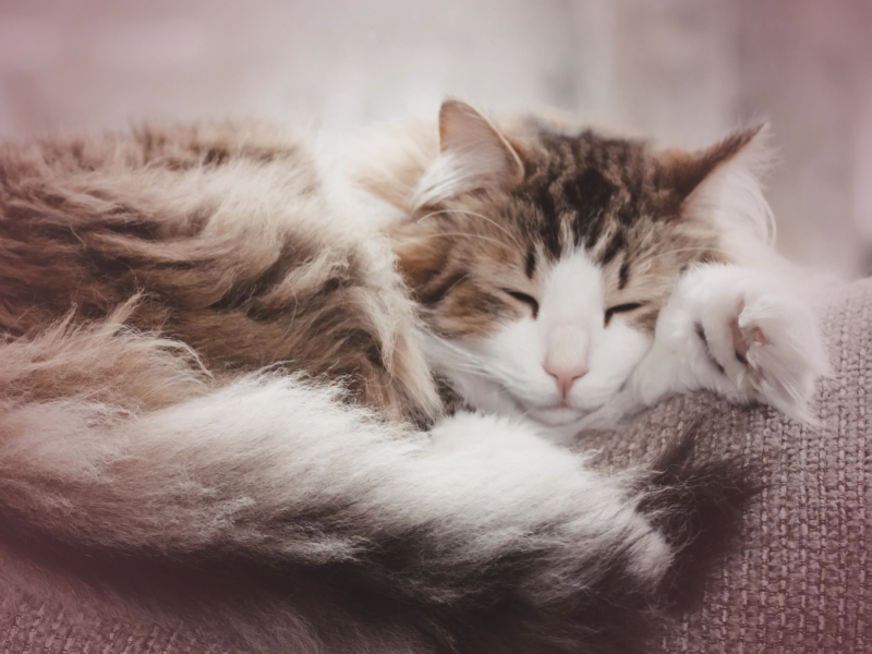 Purring Cat Sound for Baby Sleep and Anxiety Relief (Single)