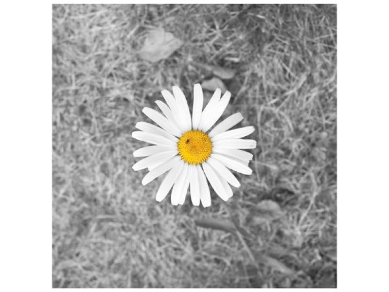 Rise and Shine (Single)