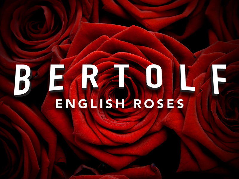English Roses (Single)