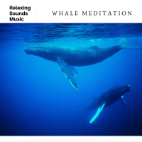 Whale Meditation (Single)