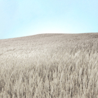 Call On The Name (Live) (Single)